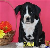 boxer puppy posted by btulabut811