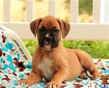 boxer puppy posted by btulabut811