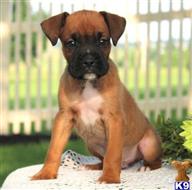 boxer puppy posted by btulabut811