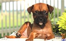 boxer puppy posted by btulabut811