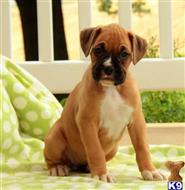 boxer puppy posted by btulabut811