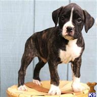 boxer puppy posted by btulabut811