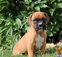 boxer puppy posted by btulabut811