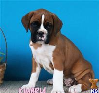 boxer puppy posted by btulabut811