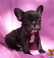 english bulldog puppy posted by btulabut811