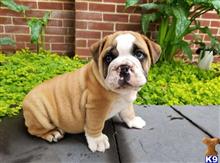 english bulldog puppy posted by btulabut811
