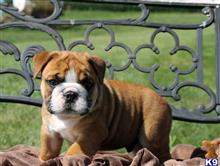 english bulldog puppy posted by btulabut811