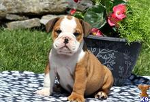 english bulldog puppy posted by btulabut811
