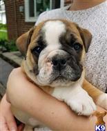 english bulldog puppy posted by btulabut811