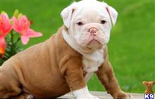 english bulldog puppy posted by btulabut811