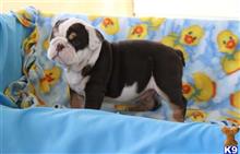english bulldog puppy posted by btulabut811