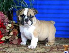 english bulldog puppy posted by btulabut811