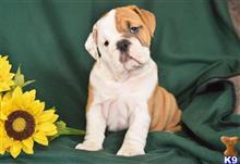english bulldog puppy posted by btulabut811