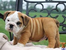 english bulldog puppy posted by btulabut811