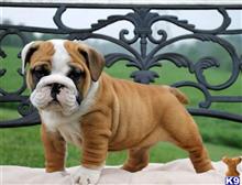 english bulldog puppy posted by btulabut811
