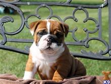 english bulldog puppy posted by btulabut811