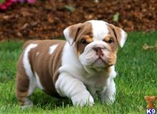 english bulldog puppy posted by btulabut811