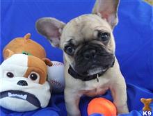 french bulldog puppy posted by btulabut811
