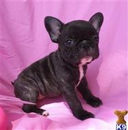 french bulldog puppy posted by btulabut811