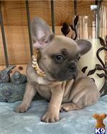french bulldog puppy posted by btulabut811
