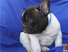 french bulldog puppy posted by btulabut811