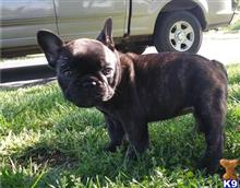french bulldog puppy posted by btulabut811
