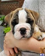 french bulldog puppy posted by btulabut811