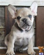 french bulldog puppy posted by btulabut811