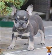 french bulldog puppy posted by btulabut811