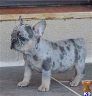 french bulldog puppy posted by btulabut811