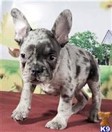 french bulldog puppy posted by btulabut811