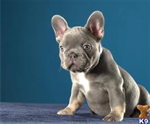 french bulldog puppy posted by btulabut811