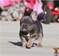 french bulldog puppy posted by btulabut811