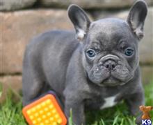 french bulldog puppy posted by btulabut811