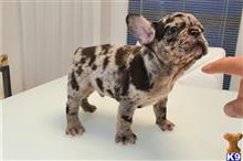 french bulldog puppy posted by btulabut811