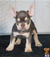 french bulldog puppy posted by btulabut811