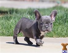 french bulldog puppy posted by btulabut811
