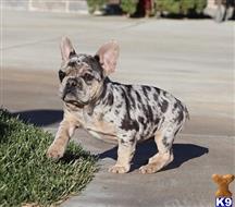 french bulldog puppy posted by btulabut811