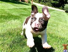 french bulldog puppy posted by btulabut811