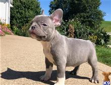 french bulldog puppy posted by btulabut811