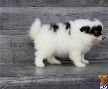 pomeranian puppy posted by btulabut811