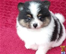 pomeranian puppy posted by btulabut811