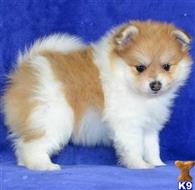 pomeranian puppy posted by btulabut811