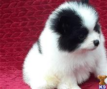 pomeranian puppy posted by btulabut811