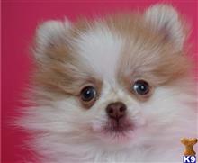 pomeranian puppy posted by btulabut811