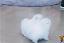 pomeranian puppy posted by btulabut811