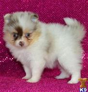 pomeranian puppy posted by btulabut811