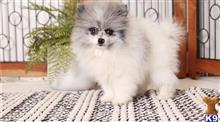 pomeranian puppy posted by btulabut811