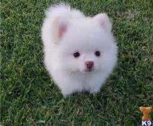 pomeranian puppy posted by btulabut811