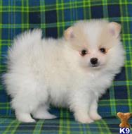 pomeranian puppy posted by btulabut811